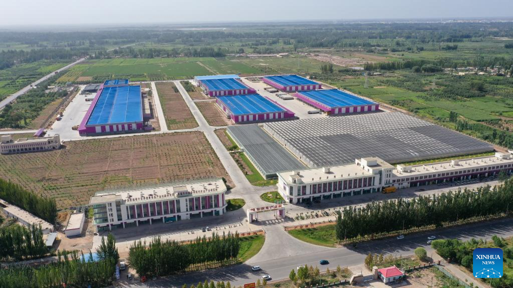 Wondrous Xinjiang: Plum farming thrives with new tech