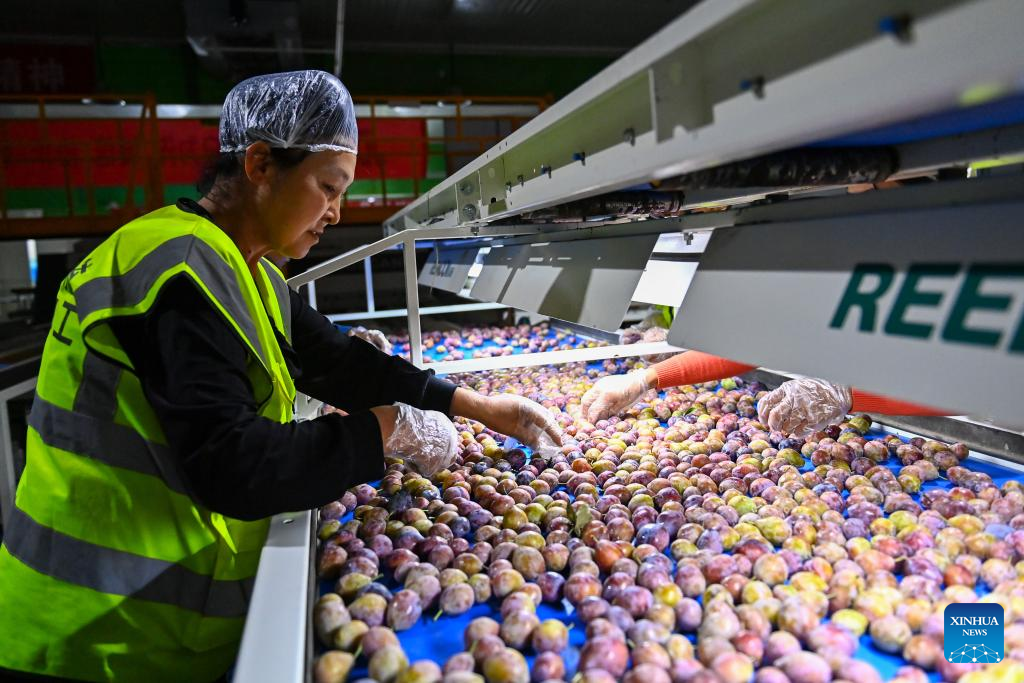Wondrous Xinjiang: Plum farming thrives with new tech