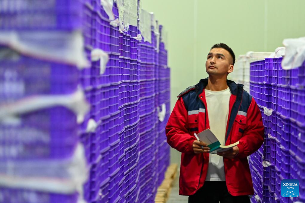 Wondrous Xinjiang: Plum farming thrives with new tech