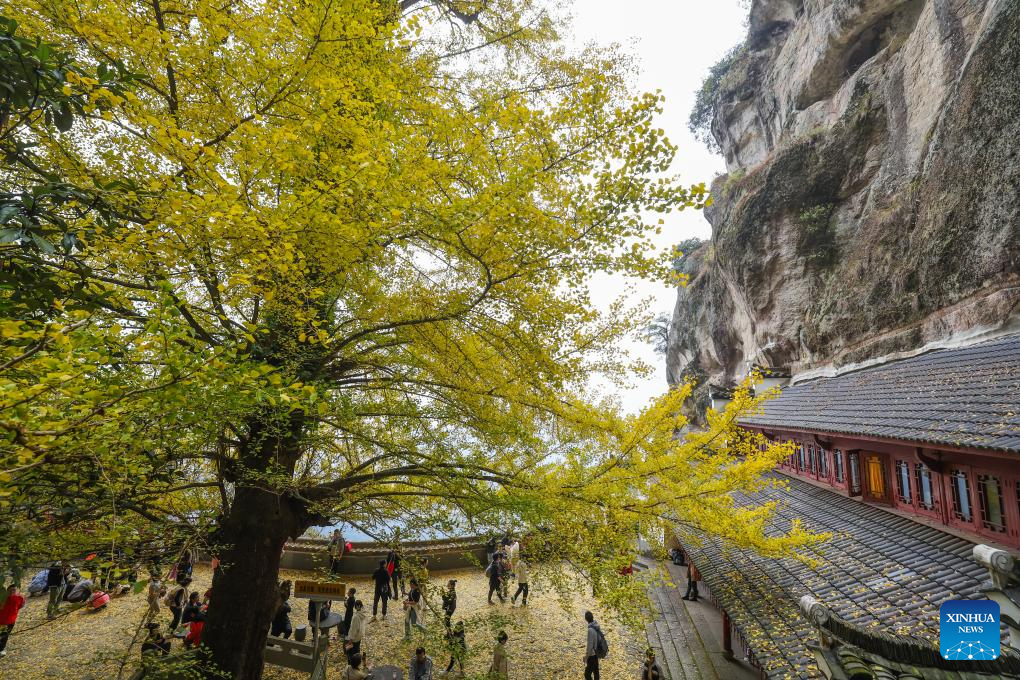 Old ginkgo tree attracts visitors in E China's Zhejiang