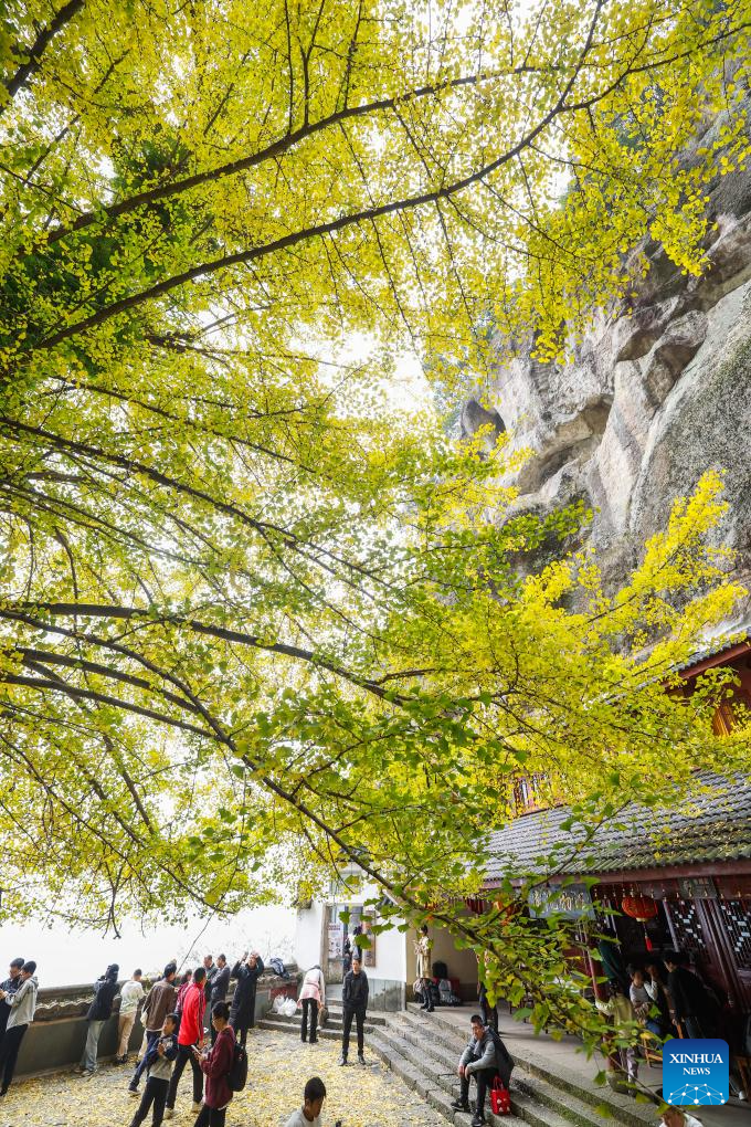 Old ginkgo tree attracts visitors in E China's Zhejiang