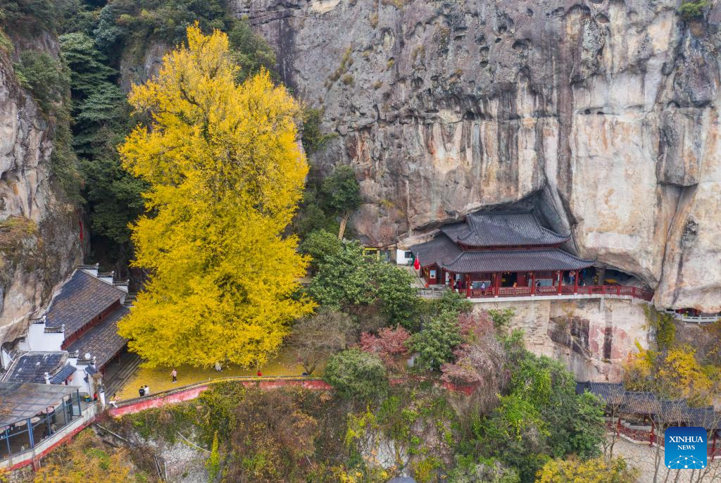 Old ginkgo tree attracts visitors in E China's Zhejiang
