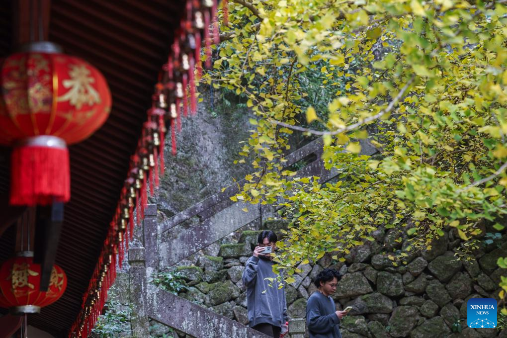 Old ginkgo tree attracts visitors in E China's Zhejiang