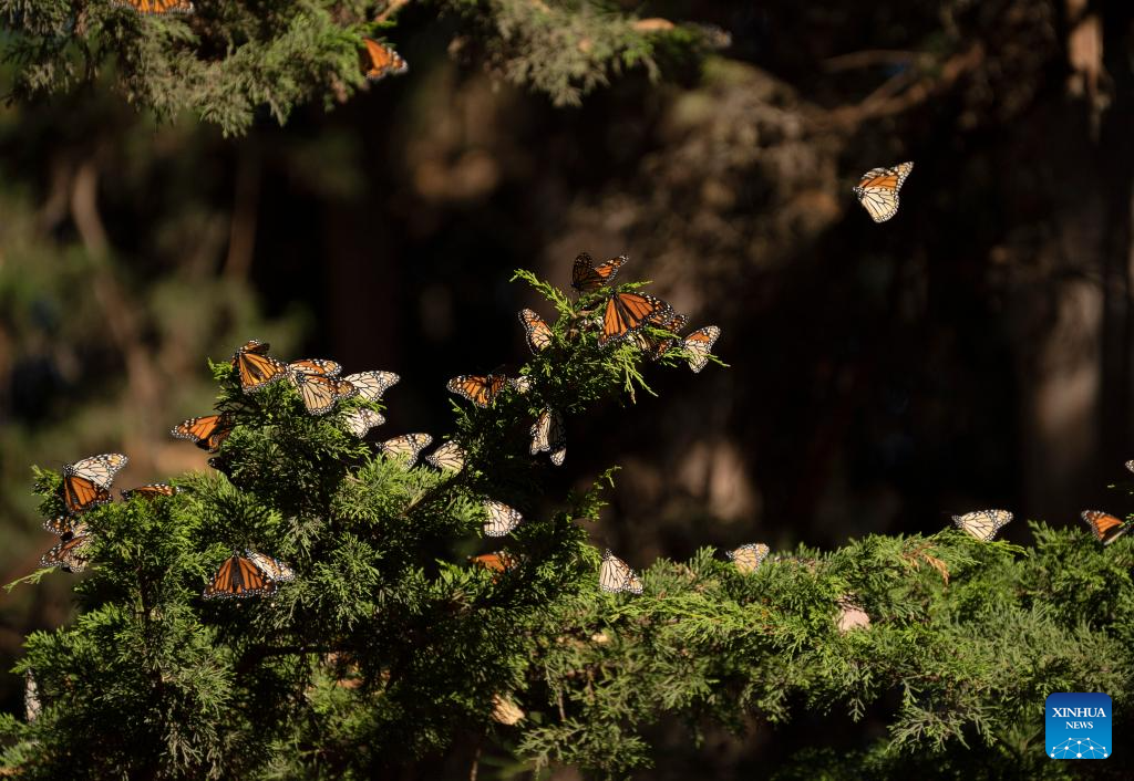 In pics: western monarch butterflies in forest of California