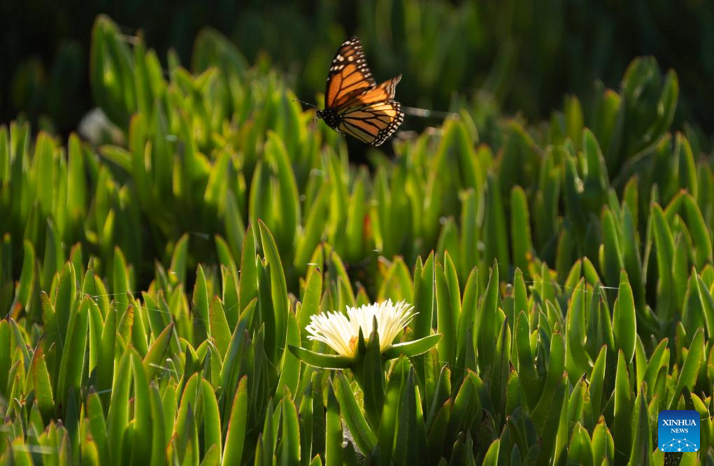 In pics: western monarch butterflies in forest of California