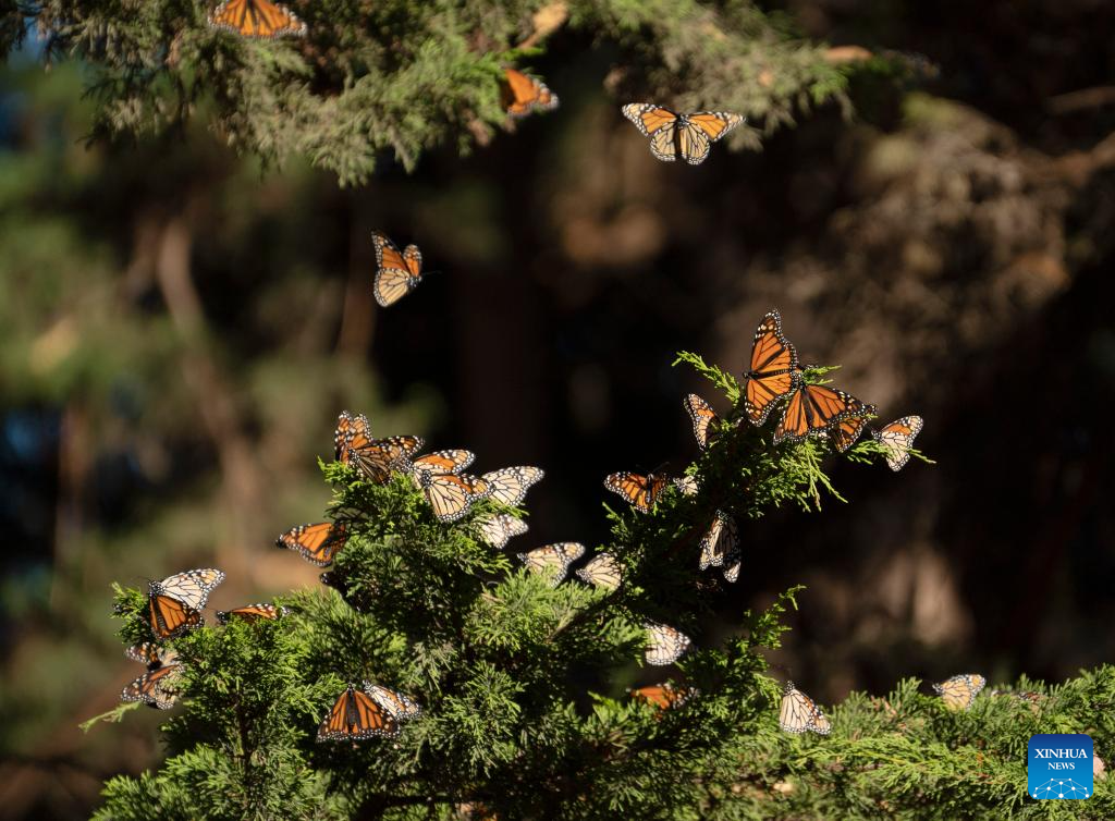 In pics: western monarch butterflies in forest of California