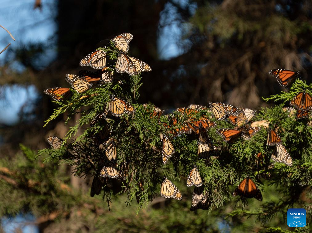 In pics: western monarch butterflies in forest of California
