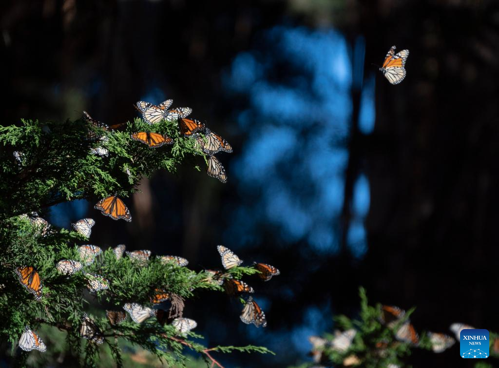 In pics: western monarch butterflies in forest of California