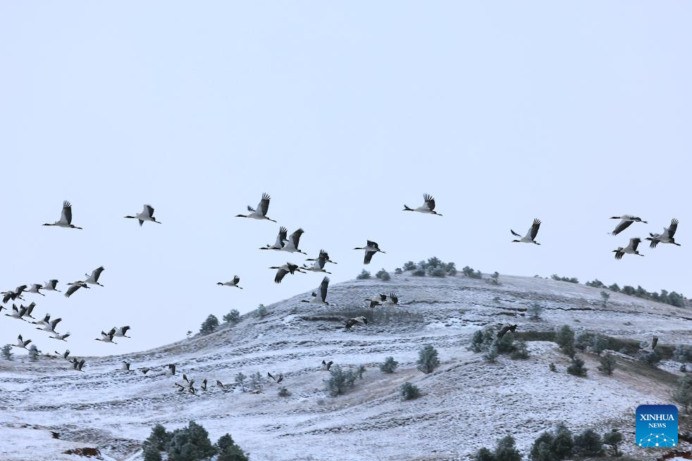 Nature reserve in China's Yunnan witnesses first snow of this year