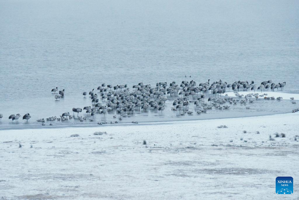 Nature reserve in China's Yunnan witnesses first snow of this year