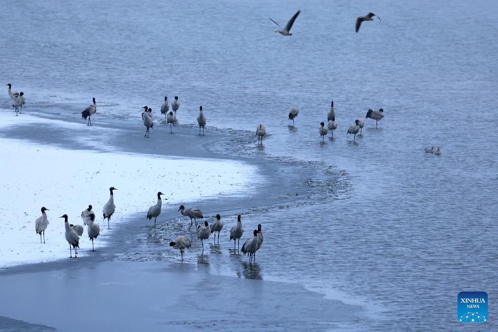 Nature reserve in China's Yunnan witnesses first snow of this year