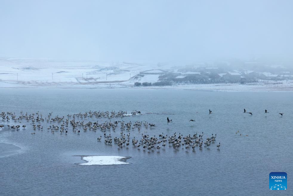 Nature reserve in China's Yunnan witnesses first snow of this year