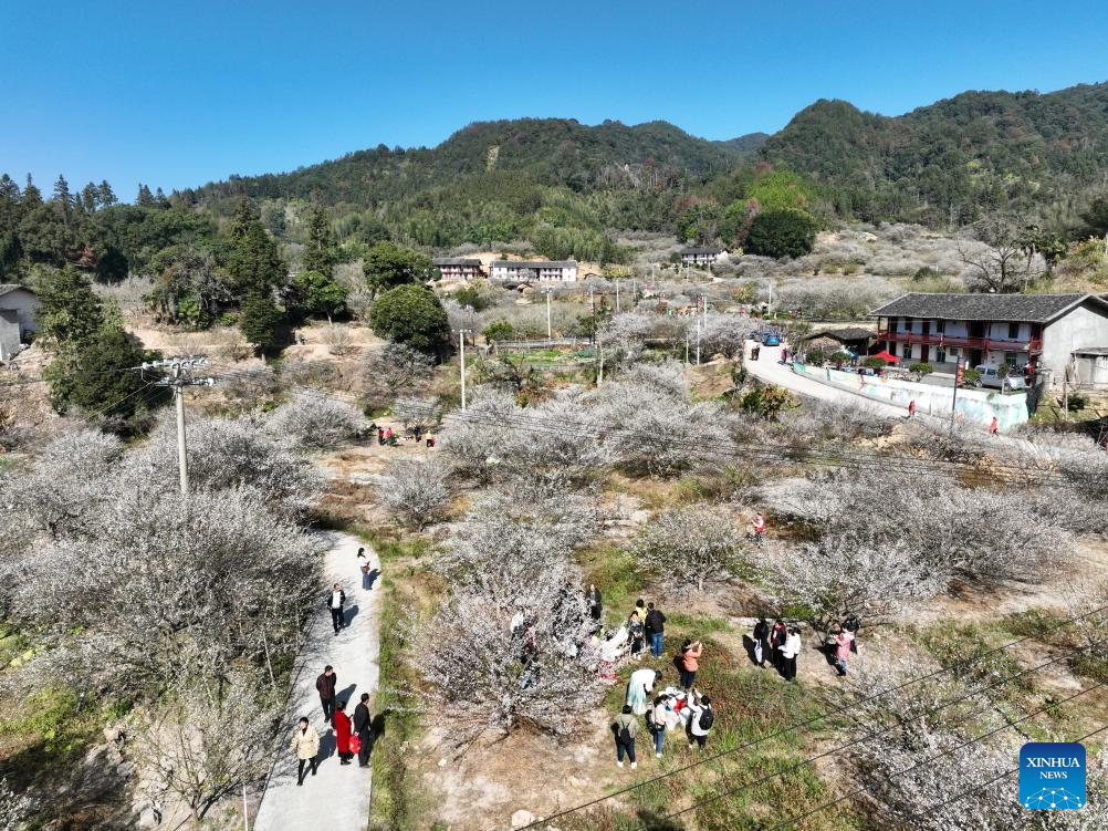 Green plum trees enter blossom season in Yongtai County, SE China's Fujian