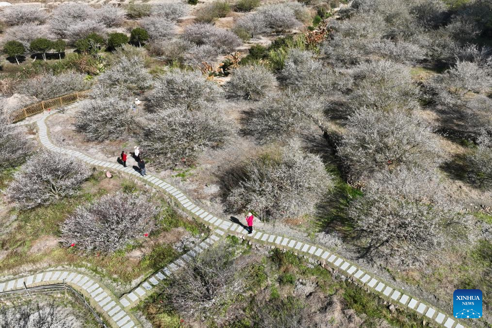 Green plum trees enter blossom season in Yongtai County, SE China's Fujian