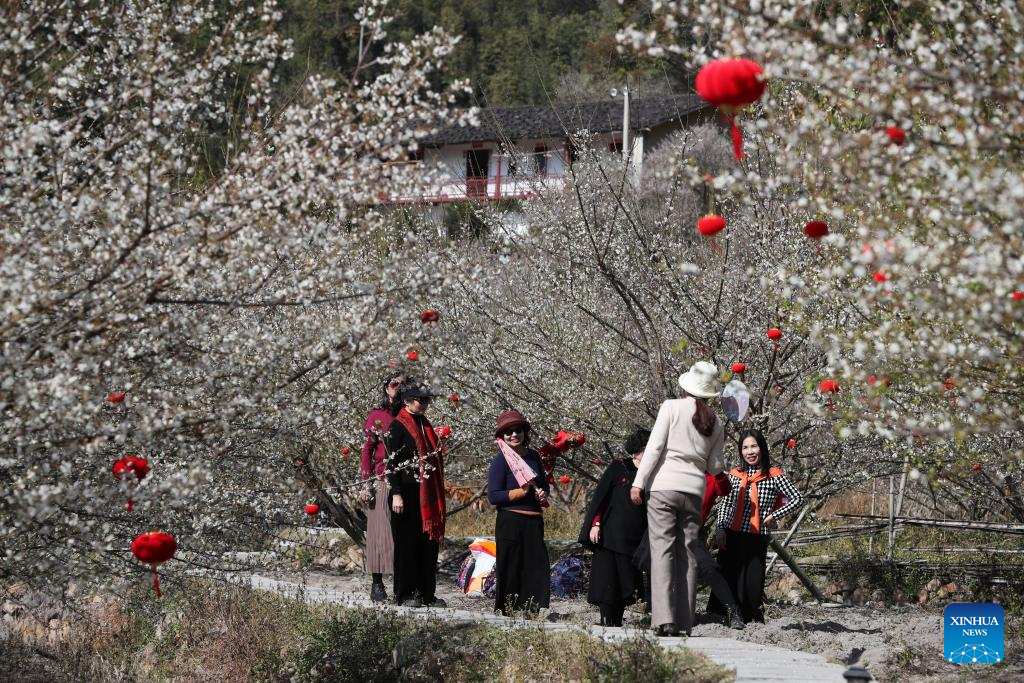 Green plum trees enter blossom season in Yongtai County, SE China's Fujian