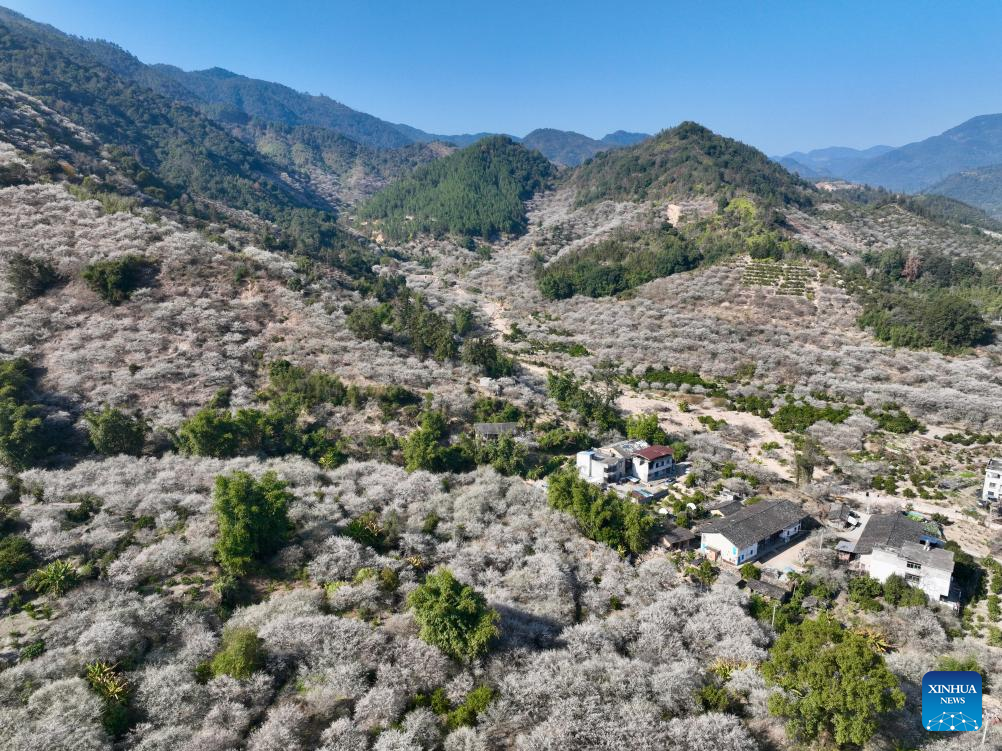 Green plum trees enter blossom season in Yongtai County, SE China's Fujian