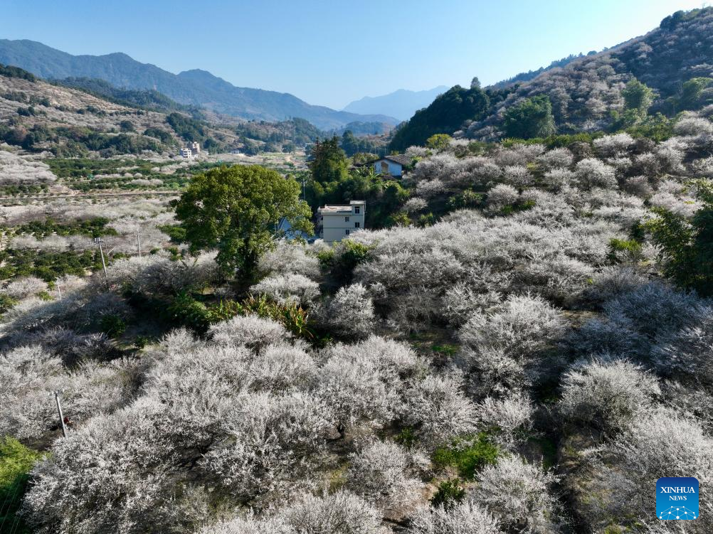 Green plum trees enter blossom season in Yongtai County, SE China's Fujian