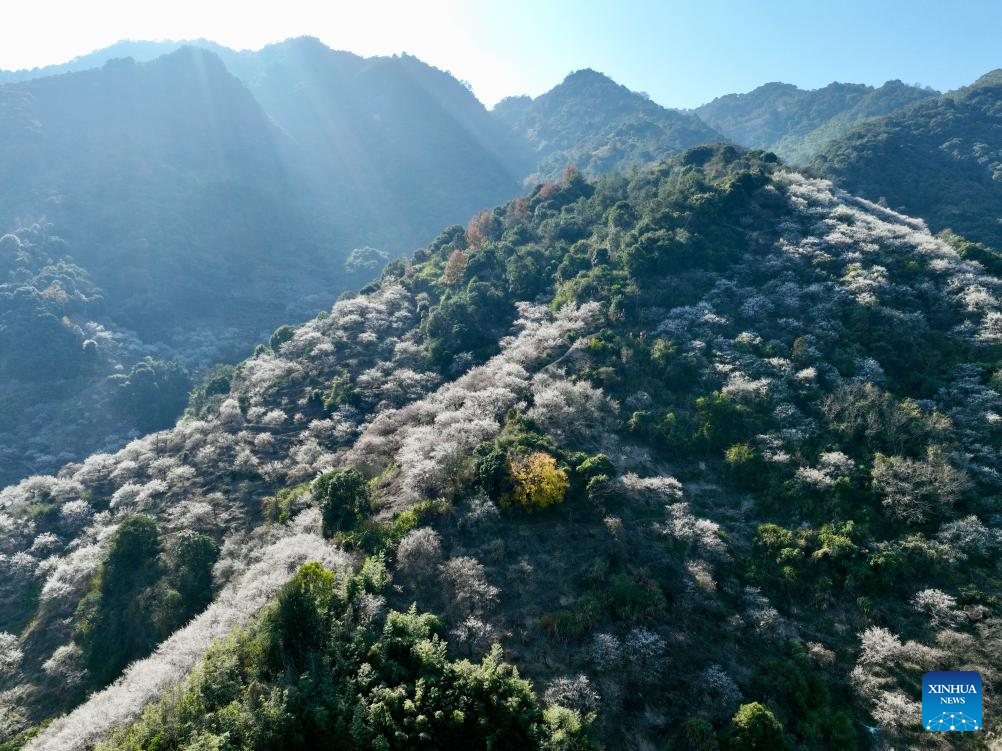 Green plum trees enter blossom season in Yongtai County, SE China's Fujian