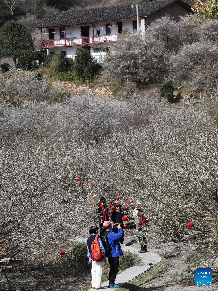 Green plum trees enter blossom season in Yongtai County, SE China's Fujian