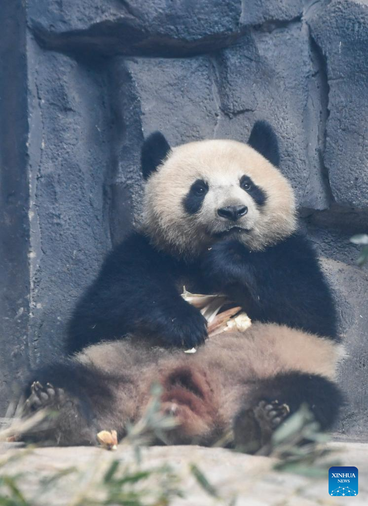 4 giant pandas transferred to animal theme park in Chongqing