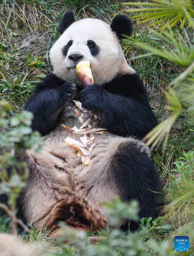 4 giant pandas transferred to animal theme park in Chongqing