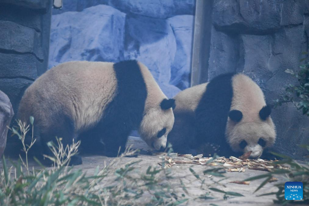 4 giant pandas transferred to animal theme park in Chongqing