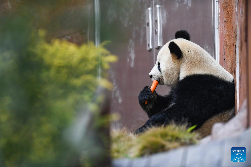 4 giant pandas transferred to animal theme park in Chongqing