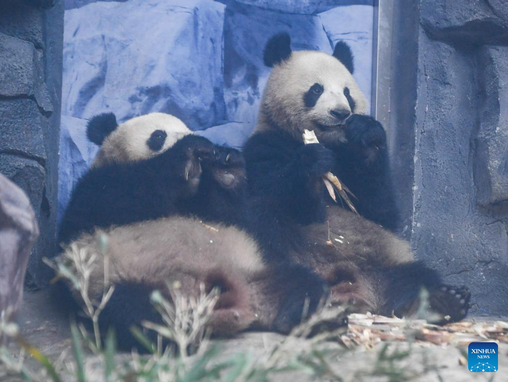 4 giant pandas transferred to animal theme park in Chongqing