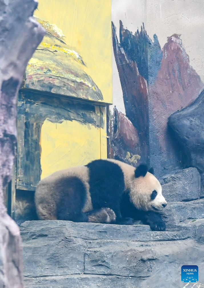 4 giant pandas transferred to animal theme park in Chongqing