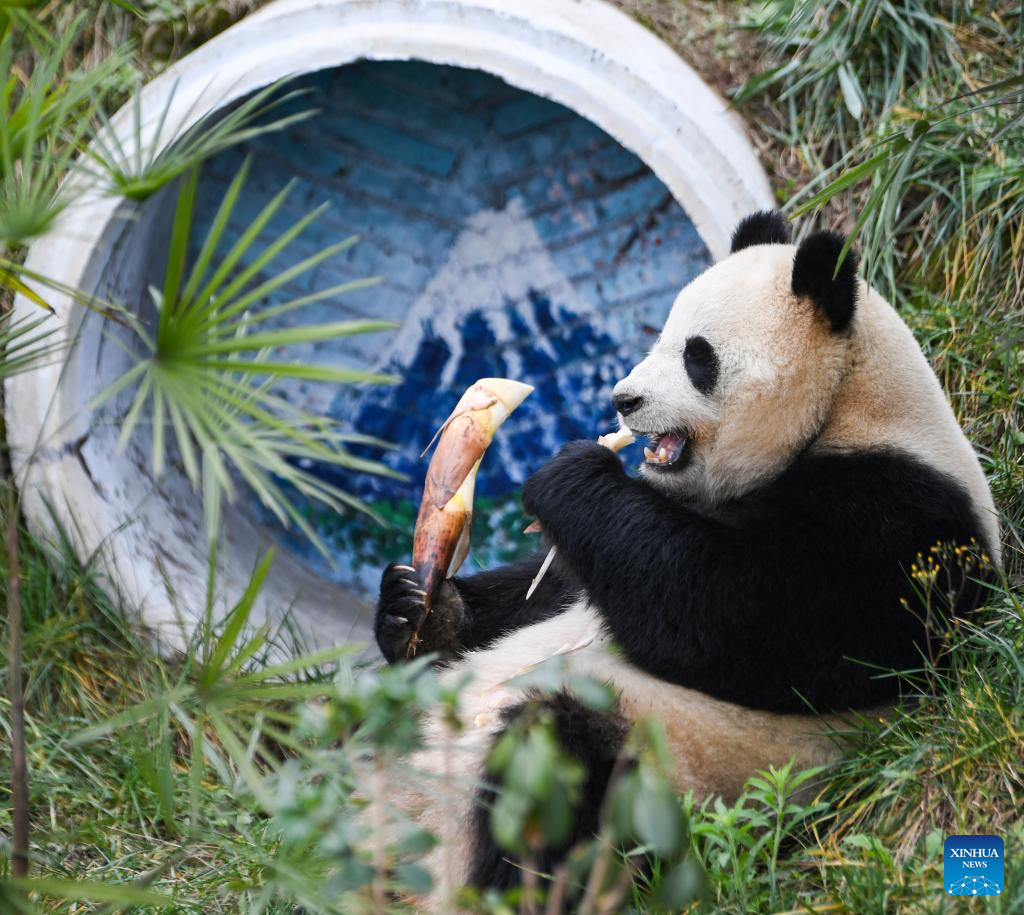 4 giant pandas transferred to animal theme park in Chongqing