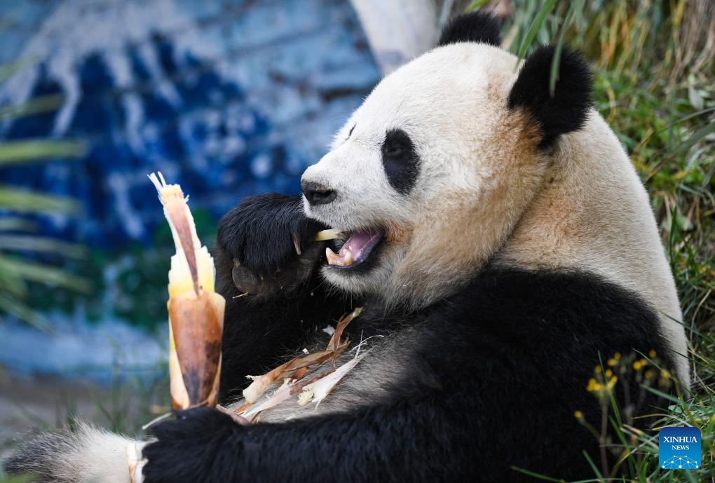 4 giant pandas transferred to animal theme park in Chongqing