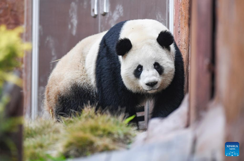 4 giant pandas transferred to animal theme park in Chongqing