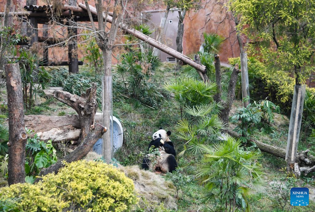 4 giant pandas transferred to animal theme park in Chongqing