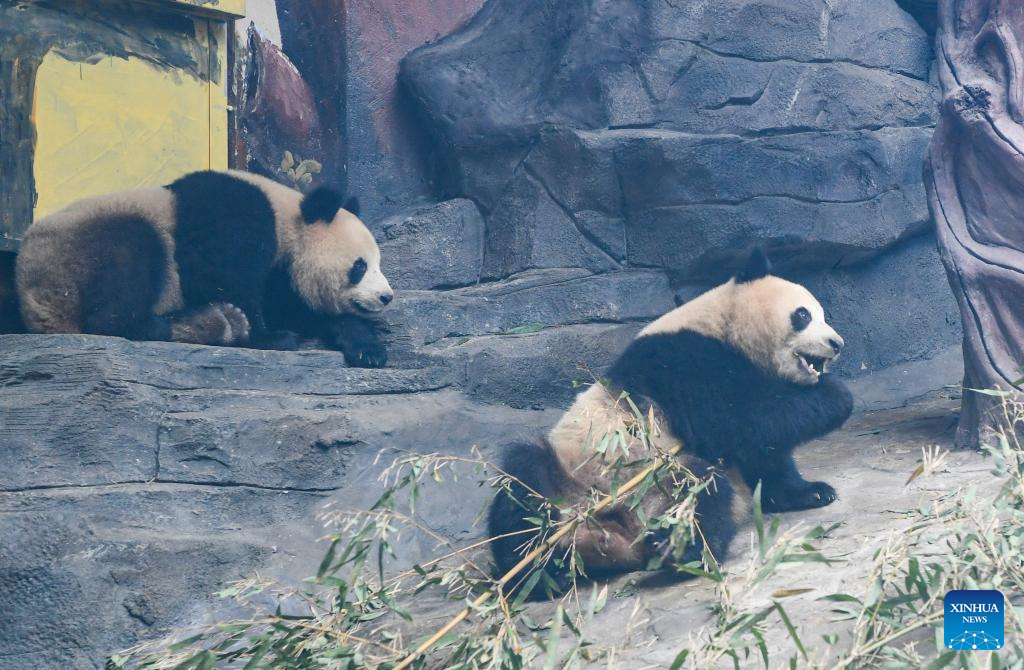 4 giant pandas transferred to animal theme park in Chongqing