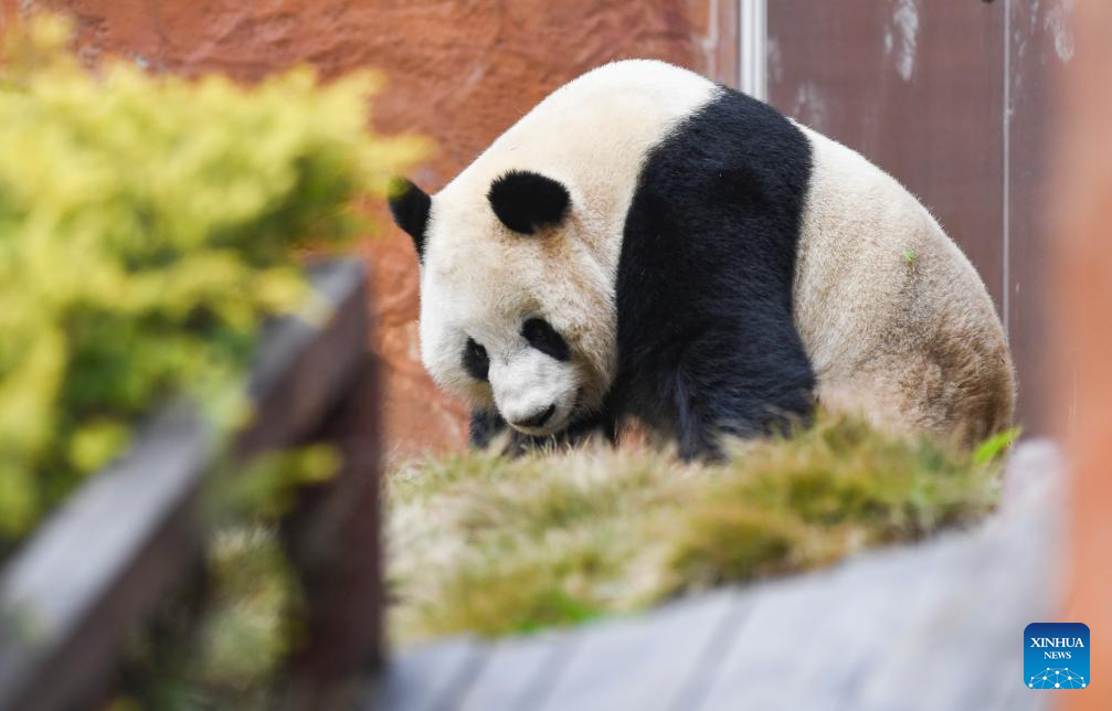 4 giant pandas transferred to animal theme park in Chongqing