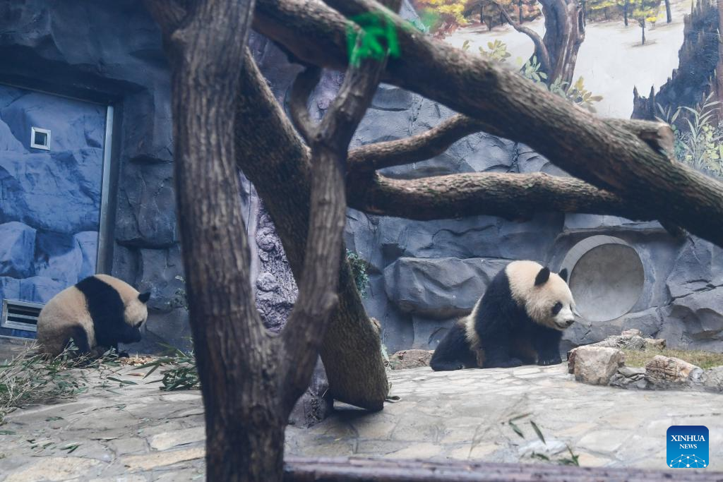 4 giant pandas transferred to animal theme park in Chongqing