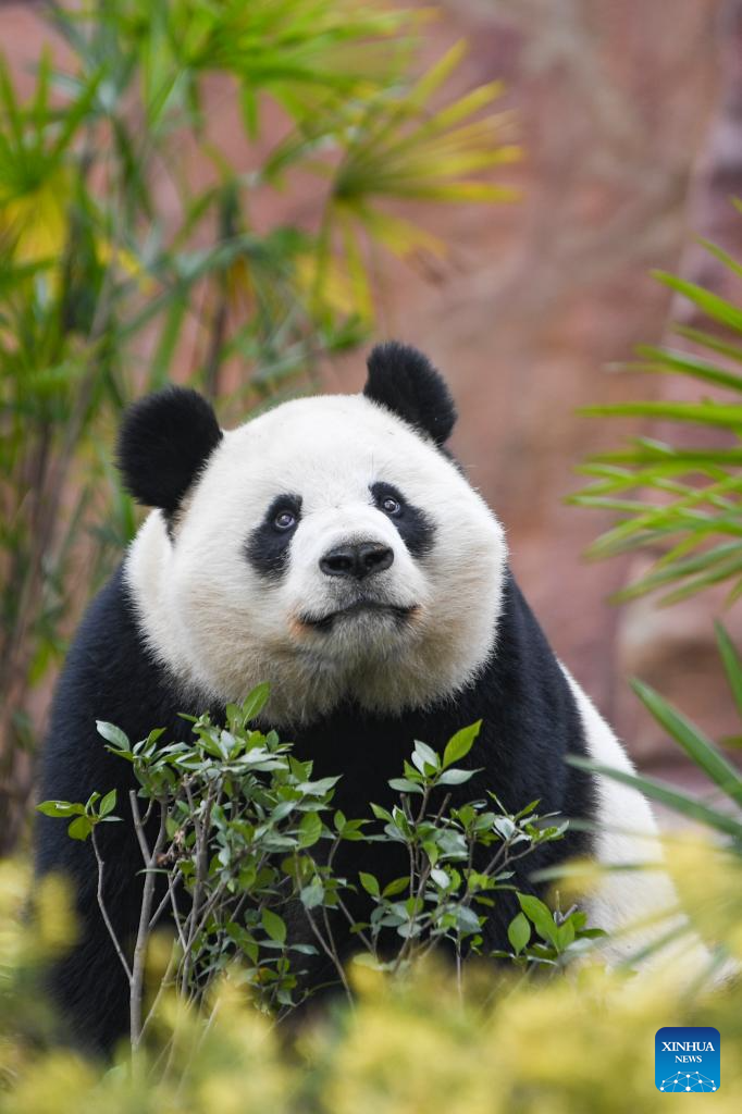 4 giant pandas transferred to animal theme park in Chongqing