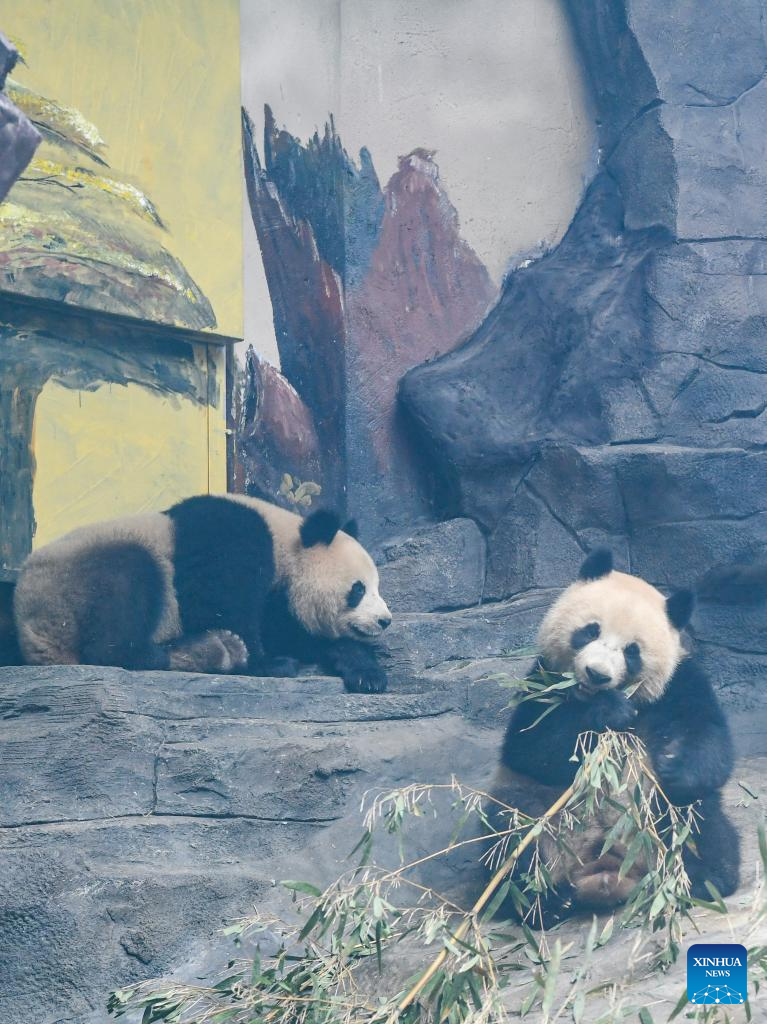 4 giant pandas transferred to animal theme park in Chongqing