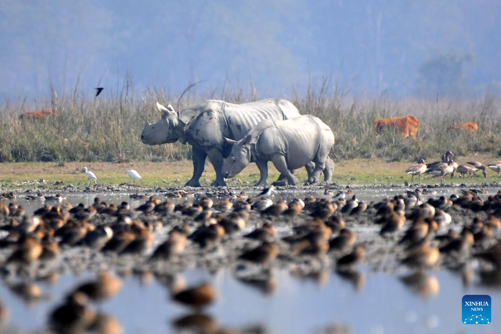 In pics: Pobitora Wildlife Sanctuary in Morigaon district, India