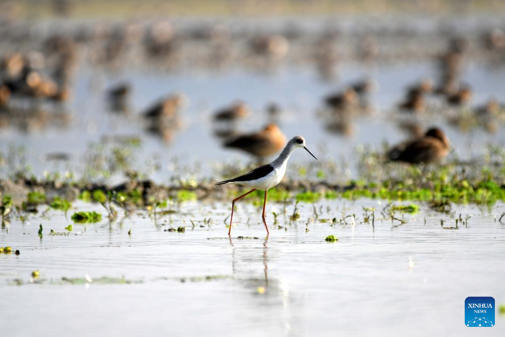 In pics: Pobitora Wildlife Sanctuary in Morigaon district, India