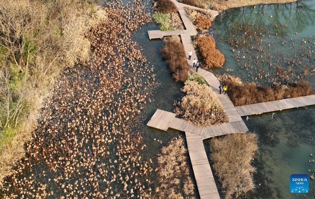 Winter scenery of Xixi Wetland in Hangzhou, E China