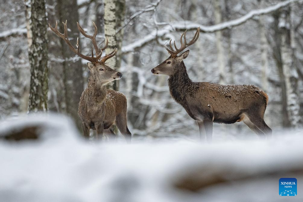 View of snow-covered wildlife and forest park in France