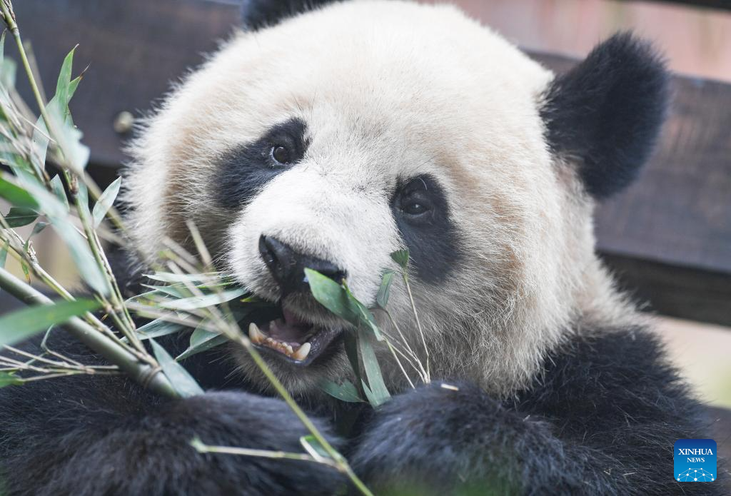 4 giant pandas meet public at Locajoy animal theme park in Chongqing