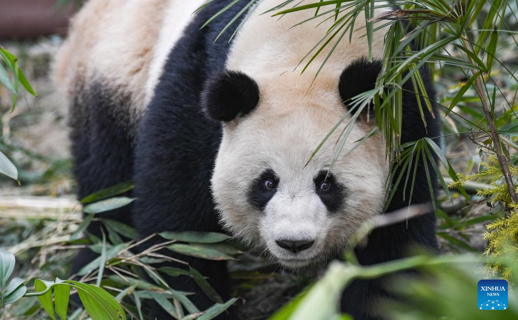 4 giant pandas meet public at Locajoy animal theme park in Chongqing