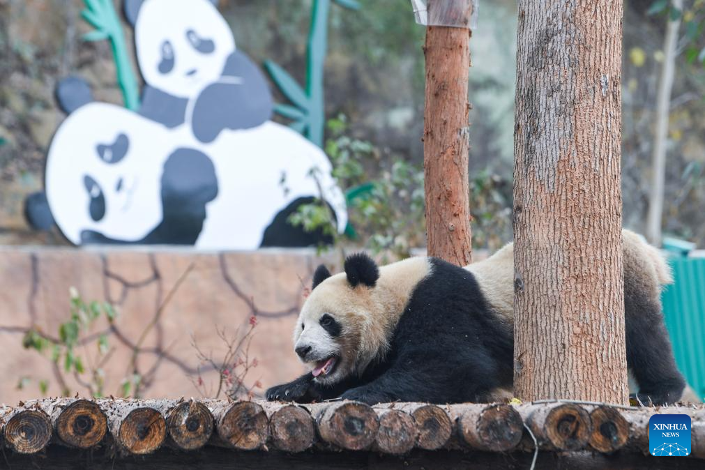 4 giant pandas meet public at Locajoy animal theme park in Chongqing