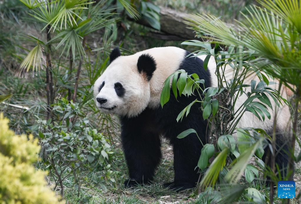 4 giant pandas meet public at Locajoy animal theme park in Chongqing