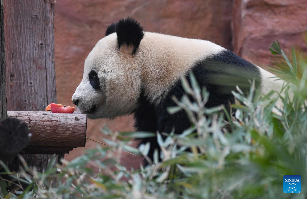 4 giant pandas meet public at Locajoy animal theme park in Chongqing