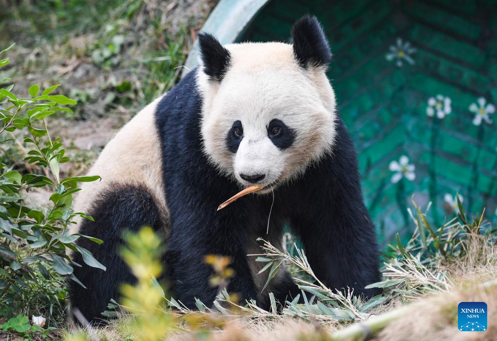 4 giant pandas meet public at Locajoy animal theme park in Chongqing