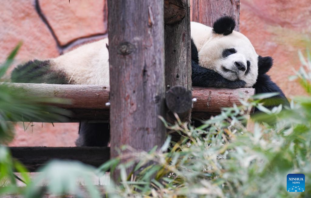 4 giant pandas meet public at Locajoy animal theme park in Chongqing