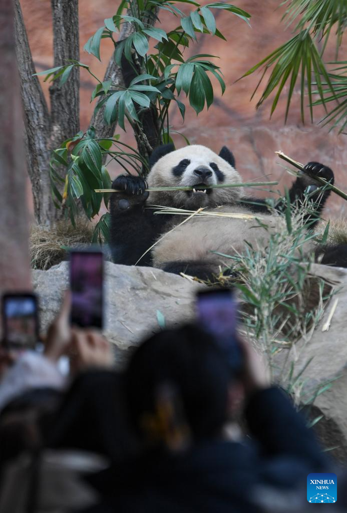 4 giant pandas meet public at Locajoy animal theme park in Chongqing